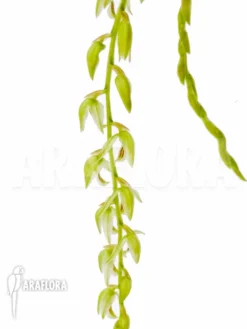 Orchid 'Dendrochilum Compactum' -Green Haven Sales Store Dendrochilum compactum 5