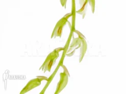 Orchid 'Dendrochilum Compactum' -Green Haven Sales Store Dendrochilum compactum 6