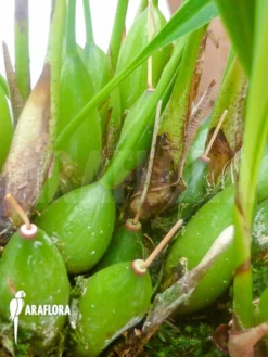 Orchid 'Dendrochilum Filiforme' -Green Haven Sales Store Dendrochilum filiforme 5