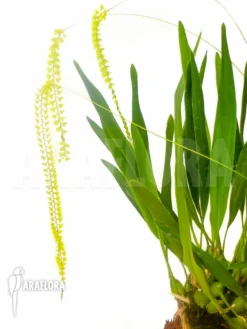 Orchid 'Dendrochilum Filiforme' -Green Haven Sales Store Dendrochilum filiforme 6