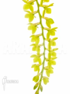 Orchid 'Dendrochilum Filiforme 'Starter'' -Green Haven Sales Store Dendrochilum filiforme Starter 4