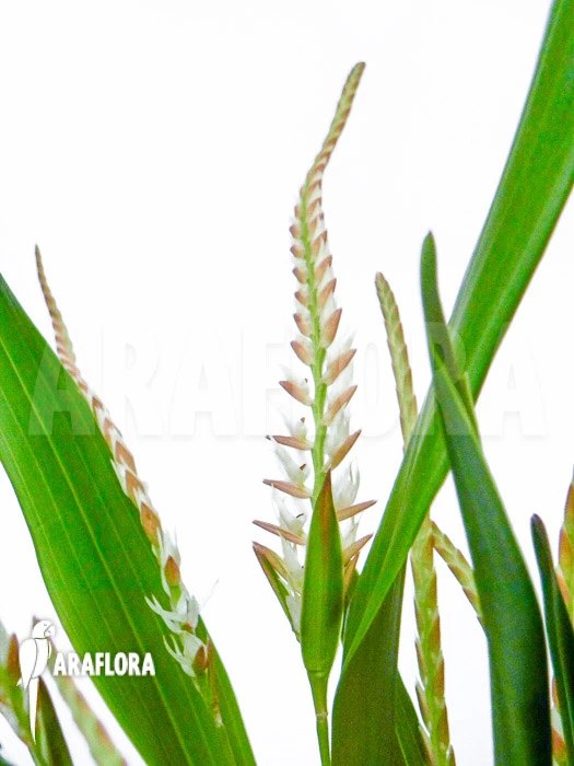 Orchid 'Dendrochilum Glumaceum' 2 Orchid 'Dendrochilum Glumaceum' - Image 2