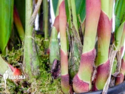 Orchid 'Dendrochilum Glumaceum' 8 Orchid 'Dendrochilum Glumaceum' -Green Haven Sales Store Dendrochilum glumaceum 3