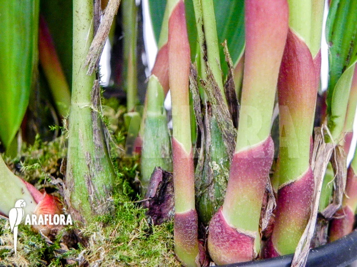 Orchid 'Dendrochilum Glumaceum' 3 Orchid 'Dendrochilum Glumaceum' - Image 3