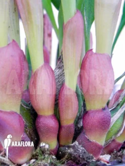 Orchid 'Dendrochilum Glumaceum' 9 Orchid 'Dendrochilum Glumaceum' -Green Haven Sales Store Dendrochilum glumaceum 4