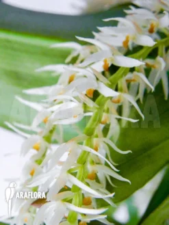 Orchid 'Dendrochilum Glumaceum' 10 Orchid 'Dendrochilum Glumaceum' -Green Haven Sales Store Dendrochilum glumaceum 5