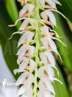 Orchid 'Dendrochilum Glumaceum' 11 Orchid 'Dendrochilum Glumaceum' -Green Haven Sales Store Dendrochilum glumaceum 6