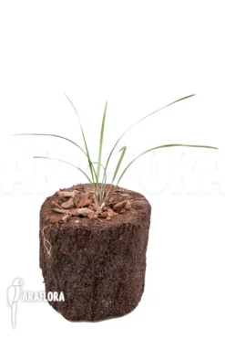 Orchid 'Dendrochilum Luzonica 'Starter'' -Green Haven Sales Store Dendrochilum luzonica Starter 2