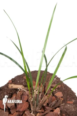 Orchid 'Dendrochilum Luzonica 'Starter'' -Green Haven Sales Store Dendrochilum luzonica Starter 3