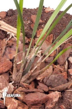 Orchid 'Dendrochilum Luzonica 'Starter'' -Green Haven Sales Store Dendrochilum luzonica Starter 4