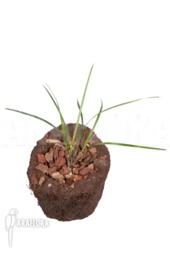 Orchid 'Dendrochilum Luzonica 'Starter'' -Green Haven Sales Store Dendrochilum luzonica Starter 5