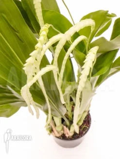 Orchid 'Dendrochilum Magnum'