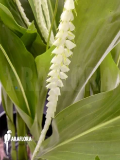 Orchid 'Dendrochilum Magnum' -Green Haven Sales Store Dendrochilum magnum 2