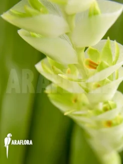 Orchid 'Dendrochilum Magnum' -Green Haven Sales Store Dendrochilum magnum 3