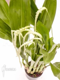 Orchid 'Dendrochilum Magnum' -Green Haven Sales Store Dendrochilum magnum 4