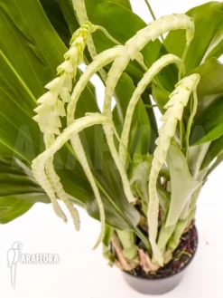 Orchid 'Dendrochilum Magnum' -Green Haven Sales Store Dendrochilum magnum 5