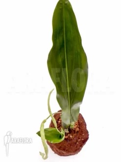 Orchid 'Dendrochilum Magnum 'Starter'' -Green Haven Sales Store Dendrochilum magnum Starter 2