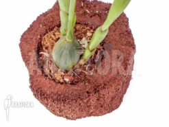 Orchid 'Dendrochilum Magnum 'Starter'' -Green Haven Sales Store Dendrochilum magnum Starter 3