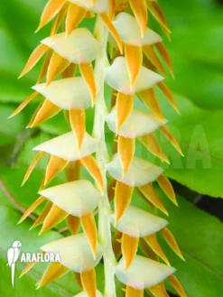 Orchid 'Dendrochilum Magnum 'Starter'' -Green Haven Sales Store Dendrochilum magnum Starter 4