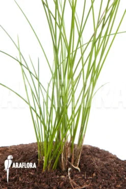 Orchid 'Dendrochilum Tenellum'