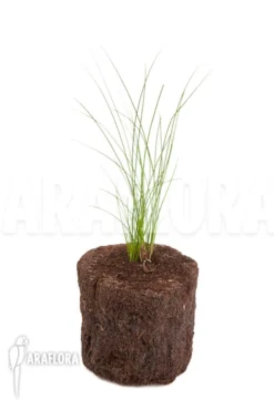 Orchid 'Dendrochilum Tenellum' -Green Haven Sales Store Dendrochilum tenellum 2