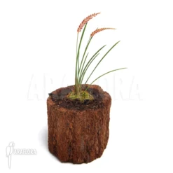 Orchid 'Dendrochilum Wenzelii' -Green Haven Sales Store Dendrochilum wenzelii 2