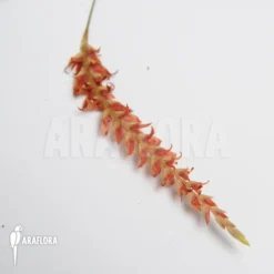 Orchid 'Dendrochilum Wenzelii' -Green Haven Sales Store Dendrochilum wenzelii 3