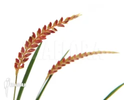 Orchid 'Dendrochilum Wenzelii' -Green Haven Sales Store Dendrochilum wenzelii 4