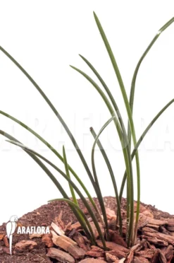 Orchid 'Dendrochilum Wenzelii 'Starter''