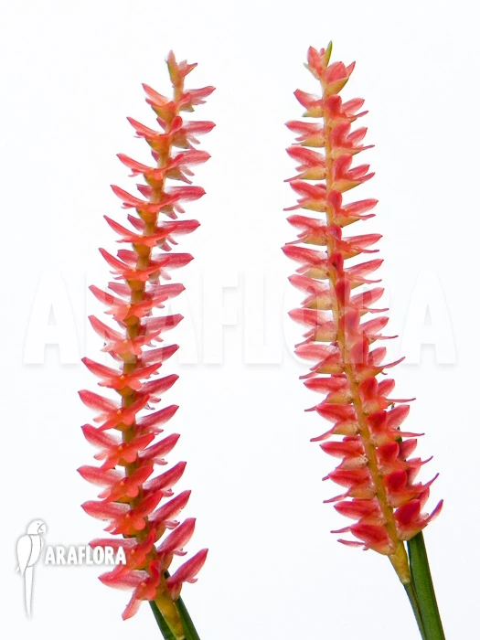 Orchid 'Dendrochilum Wenzelii' 1 Orchid 'Dendrochilum Wenzelii'