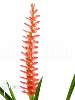 Orchid 'Dendrochilum Wenzelii' 5 Orchid 'Dendrochilum Wenzelii' -Green Haven Sales Store Dendrochilum wenzelii flower 2