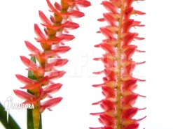 Orchid 'Dendrochilum Wenzelii' 4 Orchid 'Dendrochilum Wenzelii' -Green Haven Sales Store Dendrochilum wenzelii flower 3