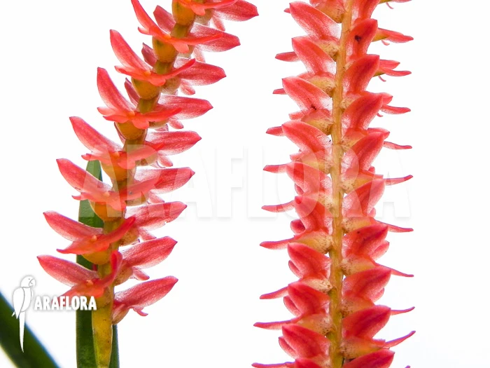 Orchid 'Dendrochilum Wenzelii' 2 Orchid 'Dendrochilum Wenzelii' - Image 2