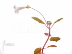 Diastema Vexans 10 Diastema Vexans -Green Haven Sales Store Diastema vexans 1