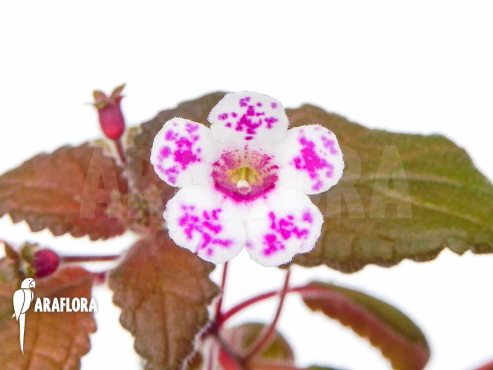 Diastema Vexans 1 Diastema Vexans