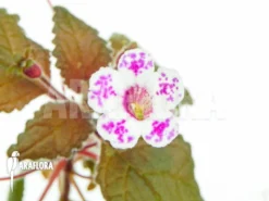 Diastema Vexans 11 Diastema Vexans -Green Haven Sales Store Diastema vexans 5