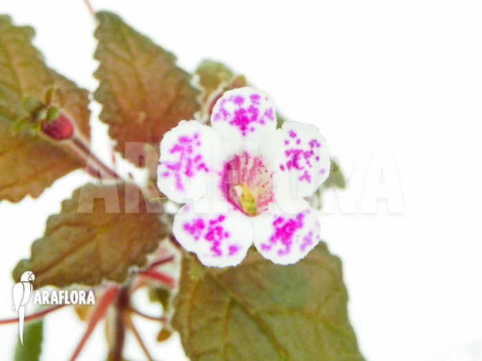 Diastema Vexans 6 Diastema Vexans - Image 6