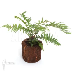 Tasmanian Tree Fern 'Dicksonia Antarctica' (XS)