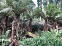 Tasmanian Tree Fern 'Dicksonia Antarctica' (XS) 10 Tasmanian Tree Fern 'Dicksonia Antarctica' (XS) -Green Haven Sales Store Dicksonia ferntree 1