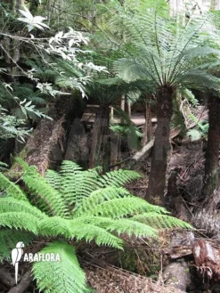 Tasmanian Tree Fern 'Dicksonia Antarctica' (XS) 9 Tasmanian Tree Fern 'Dicksonia Antarctica' (XS) -Green Haven Sales Store Dicksonia ferntree 2