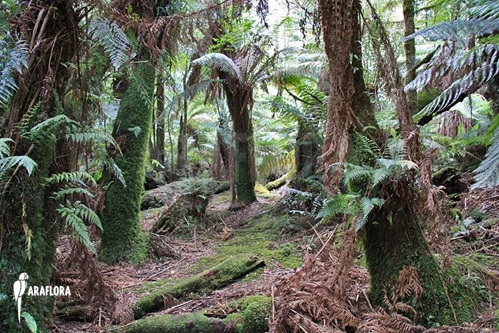 Tasmanian Tree Fern 'Dicksonia Antarctica' (XS) 3 Tasmanian Tree Fern 'Dicksonia Antarctica' (XS) - Image 3