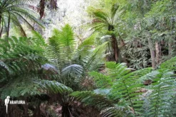 Tasmanian Tree Fern 'Dicksonia Antarctica' (XS) 11 Tasmanian Tree Fern 'Dicksonia Antarctica' (XS) -Green Haven Sales Store Dicksonia ferntree 4