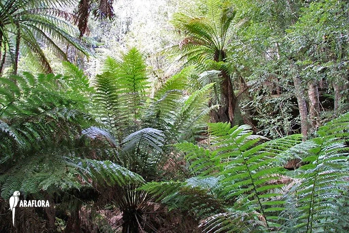 Tasmanian Tree Fern 'Dicksonia Antarctica' (XS) 6 Tasmanian Tree Fern 'Dicksonia Antarctica' (XS) - Image 6