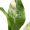 Dieffenbachia BigBen Variegata Ara