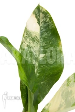 Dieffenbachia BigBen Variegata Ara