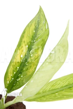 Dieffenbachia Hybrid (Crocodile) (M)