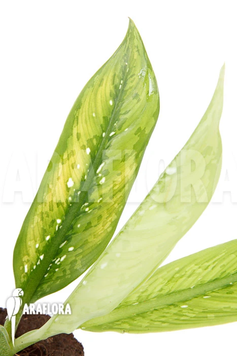 Dieffenbachia Hybrid (Crocodile) (M) 1 Dieffenbachia Hybrid (Crocodile) (M)