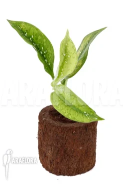 Dieffenbachia Hybrid (Crocodile) (M) 11 Dieffenbachia Hybrid (Crocodile) (M) -Green Haven Sales Store Dieffenbachia hybrid Crocodile M 2