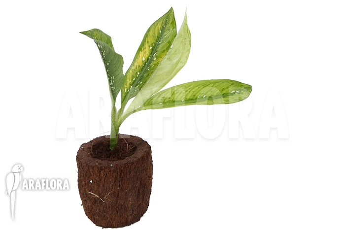 Dieffenbachia Hybrid (Crocodile) (M) 5 Dieffenbachia Hybrid (Crocodile) (M) - Image 5