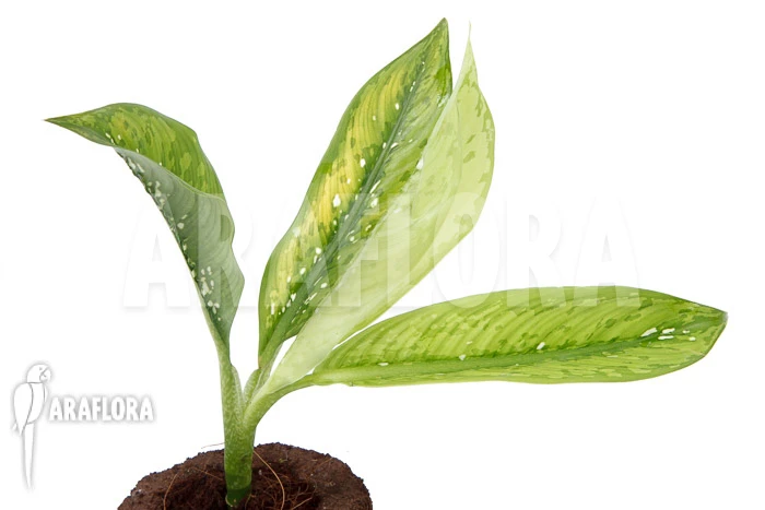 Dieffenbachia Hybrid (Crocodile) (M) 4 Dieffenbachia Hybrid (Crocodile) (M) - Image 4